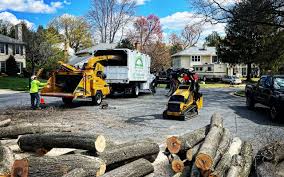 How Our Tree Care Process Works  in  Edison, GA