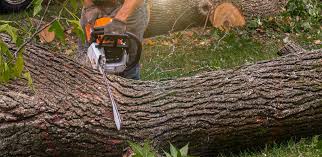 Best Tree Health Inspection  in Edison, GA