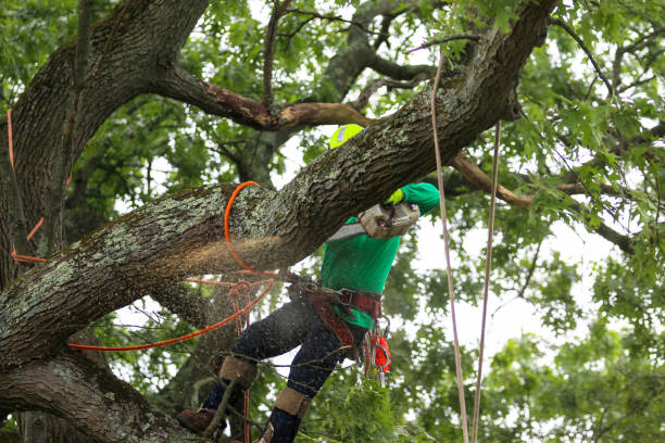 Best Emergency Tree Removal  in Edison, GA