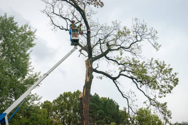 Best Palm Tree Trimming  in Edison, GA