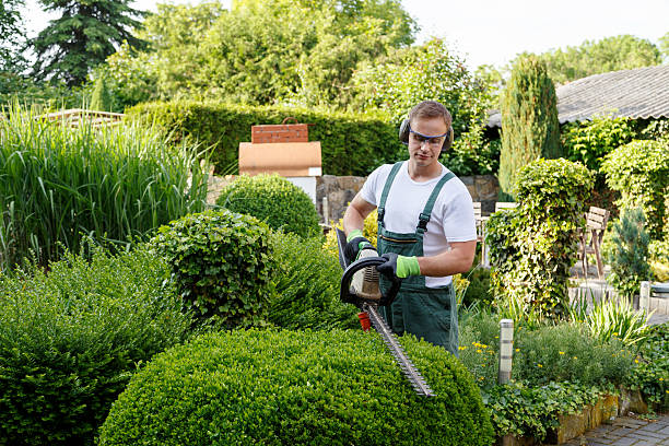 Best Hedge Trimming  in Edison, GA