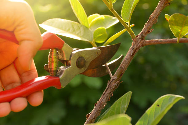 Best Tree Mulching  in Edison, GA