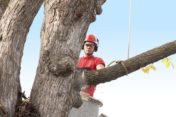 Best Tree Maintenance Programs  in Edison, GA